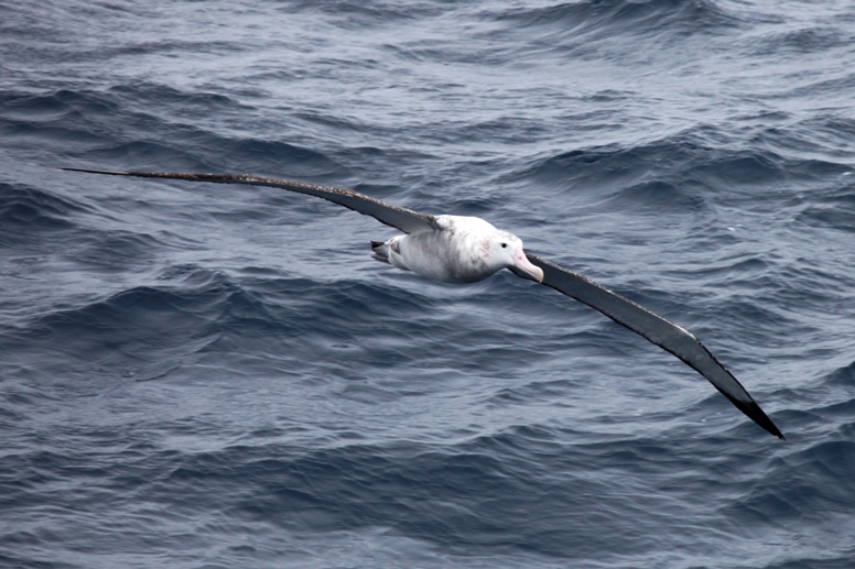 wandering albatross